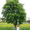 Kapliczka ulokowana u Józefa Rodzenia w Krzywej Wsi